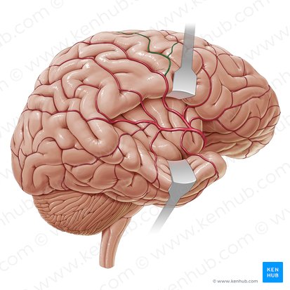 Artery of precentral sulcus (Arteria sulci precentralis); Image: Paul Kim