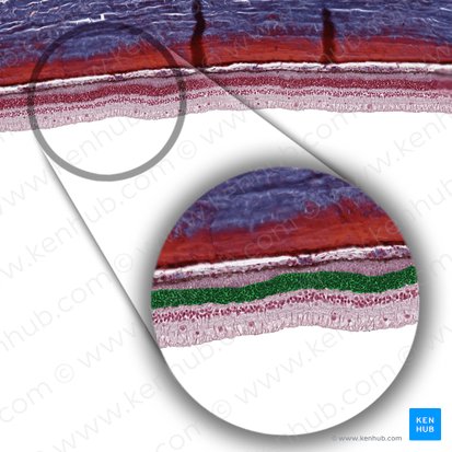 Stratum nucleare externum retinae (Äußere Körnerschicht der Netzhaut); Bild: 