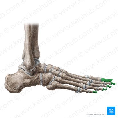 Distal phalanges of foot (Phalanges distales pedis); Image: Liene Znotina