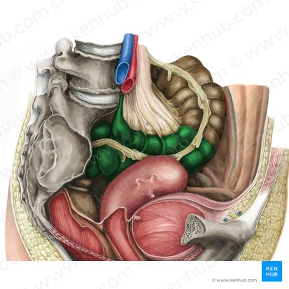 Côlon sigmoïde (Colon sigmoideum); Image : Irina Münstermann