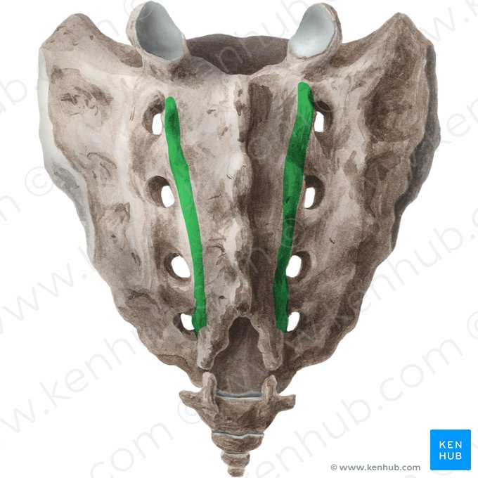 Intermediate sacral crest (Crista sacralis medialis); Image: Liene Znotina