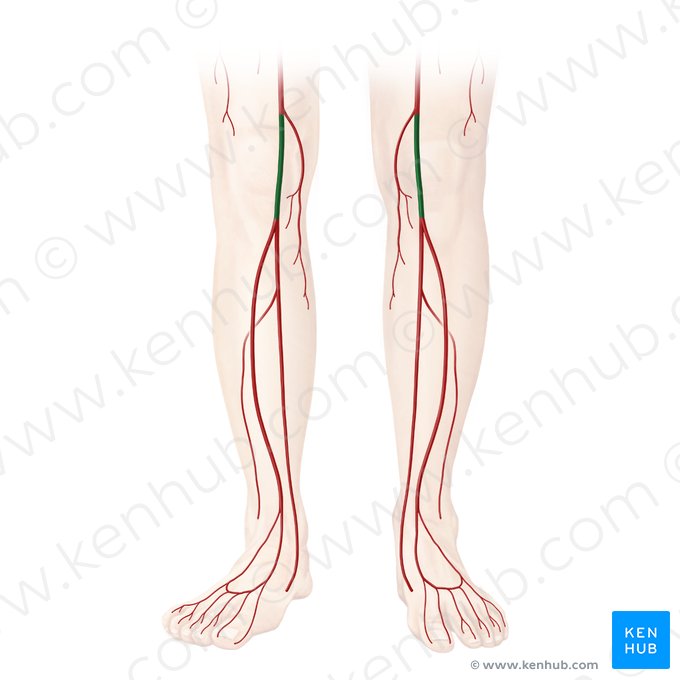 Popliteal artery (Arteria poplitea); Image: Begoña Rodriguez