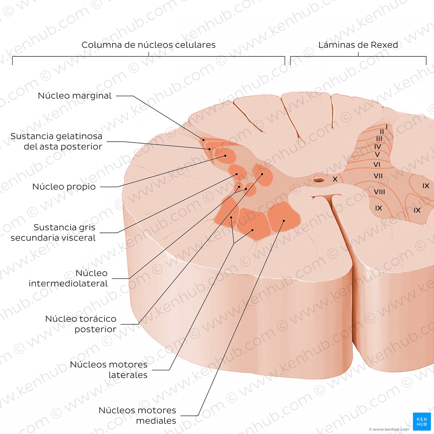 Corte transversal de la médula espinal: (Estructura interna)