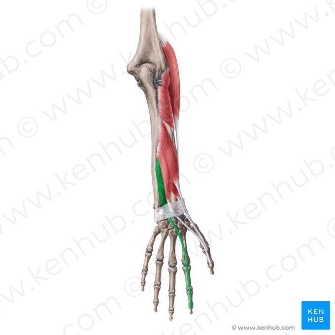 Extensor indicis muscle (Musculus extensor indicis); Image: Yousun Koh