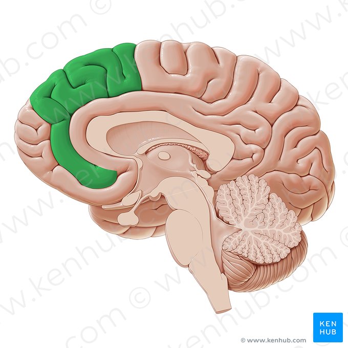 Gyrus frontalis medialis (Innere Stirnwindung); Bild: Paul Kim