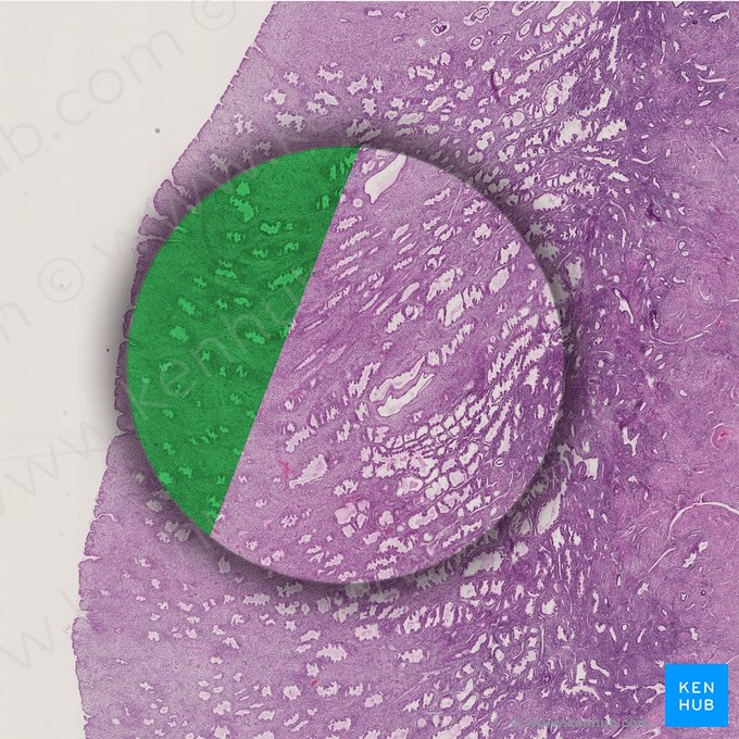 Stratum compactum; Image: 