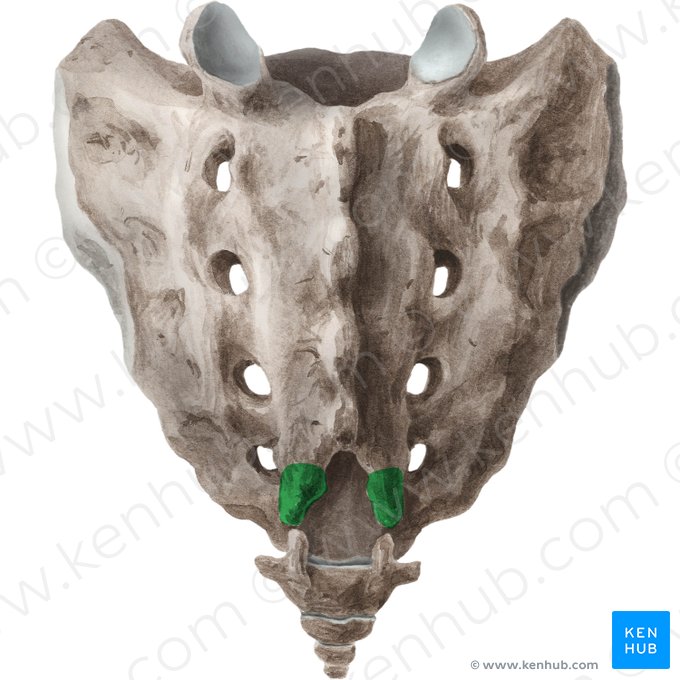 Sacral cornu (Cornu sacrale); Image: Liene Znotina