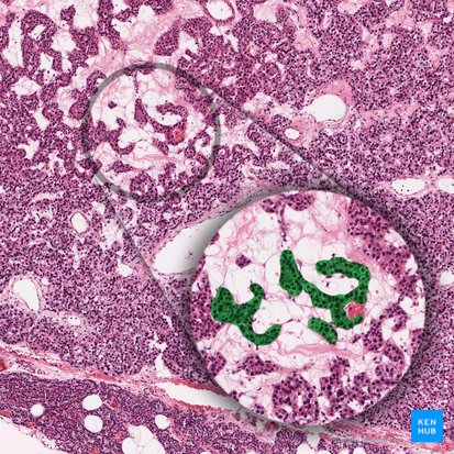 Parathyroid principal cell (Parathyrocytus endocrinus); Image: 