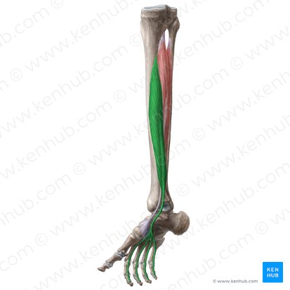 Musculus flexor digitorum longus (Langer Zehenbeuger); Bild: Liene Znotina