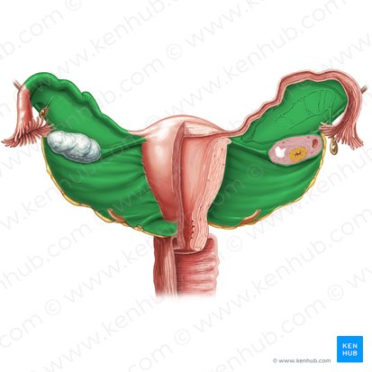 Broad ligament of uterus (Ligamentum latum uteri); Image: Samantha Zimmerman