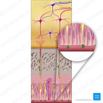 Cilios olfatorios (Cilia olfactoria); Imagen: Paul Kim