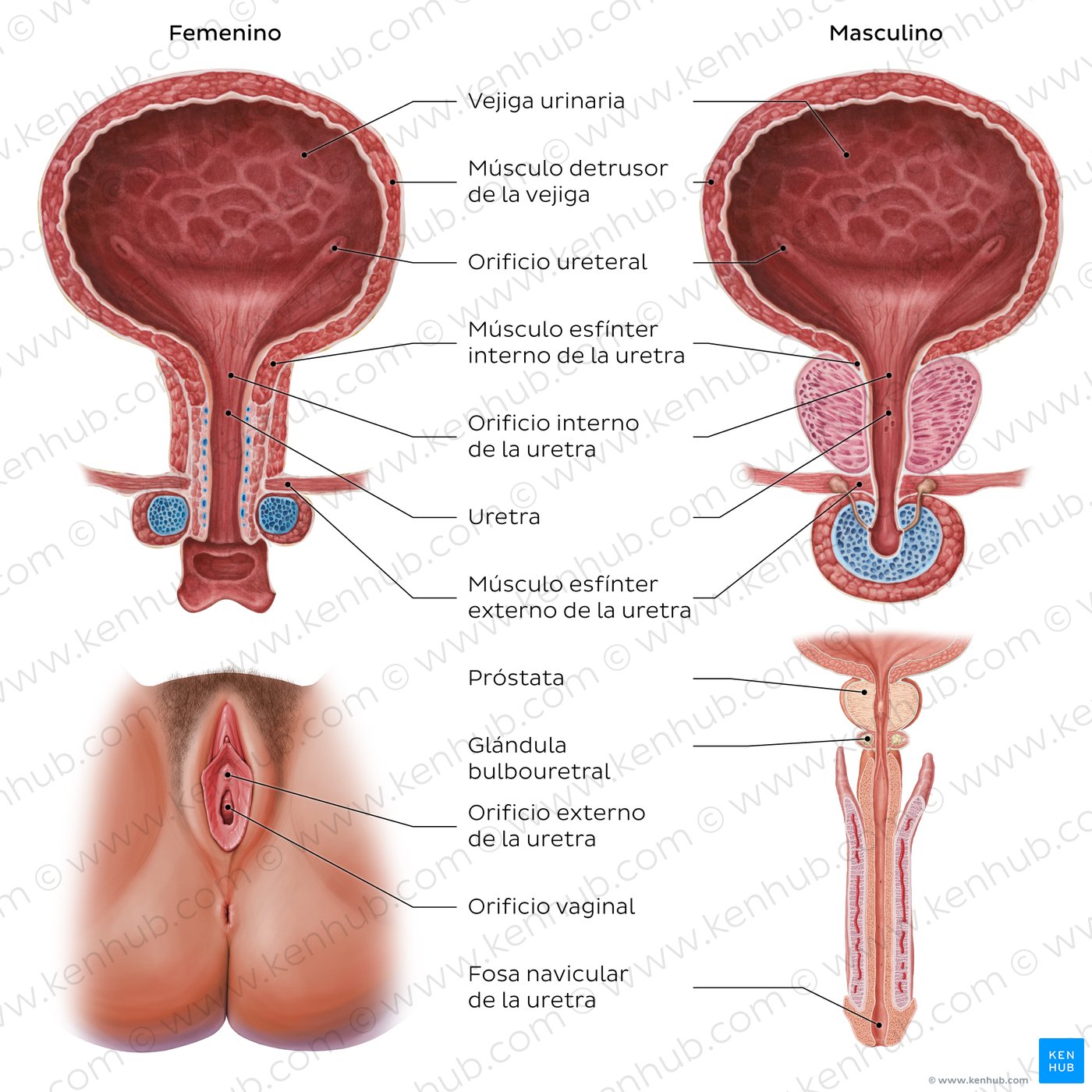 Pelvic urinary system labeled