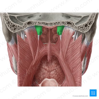 Cartilaginous part of auditory tube (Pars cartilaginea tubae auditivae); Image: Yousun Koh