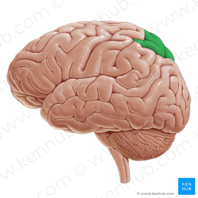 Superior parietal lobule (Lobulus parietalis superior); Image: Paul Kim