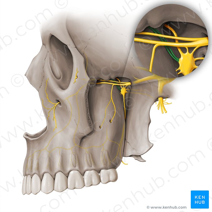 Orbital branches of pterygopalatine ganglion (Rami orbitales gangli pterygopalatini); Image: Paul Kim