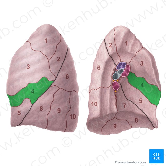 Superior lingular segment of left lung (Segmentum lingulare superius pulmonis sinistri); Image: Paul Kim