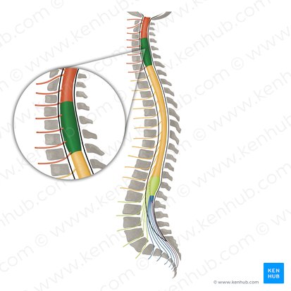 Cervical enlargement (Intumescentia cervicalis); Image: Irina Münstermann