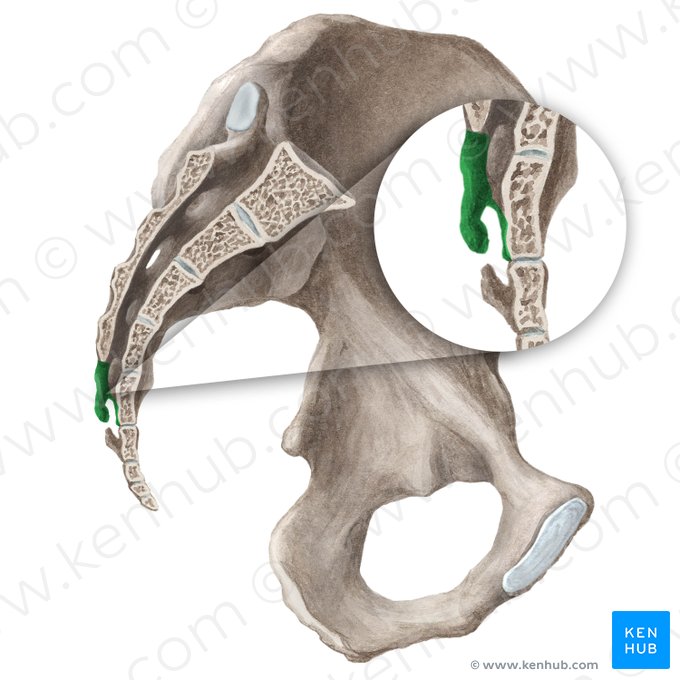 Sacral hiatus (Hiatus sacralis); Image: Liene Znotina