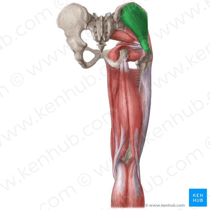 Gluteus medius muscle (Musculus gluteus medius); Image: Liene Znotina