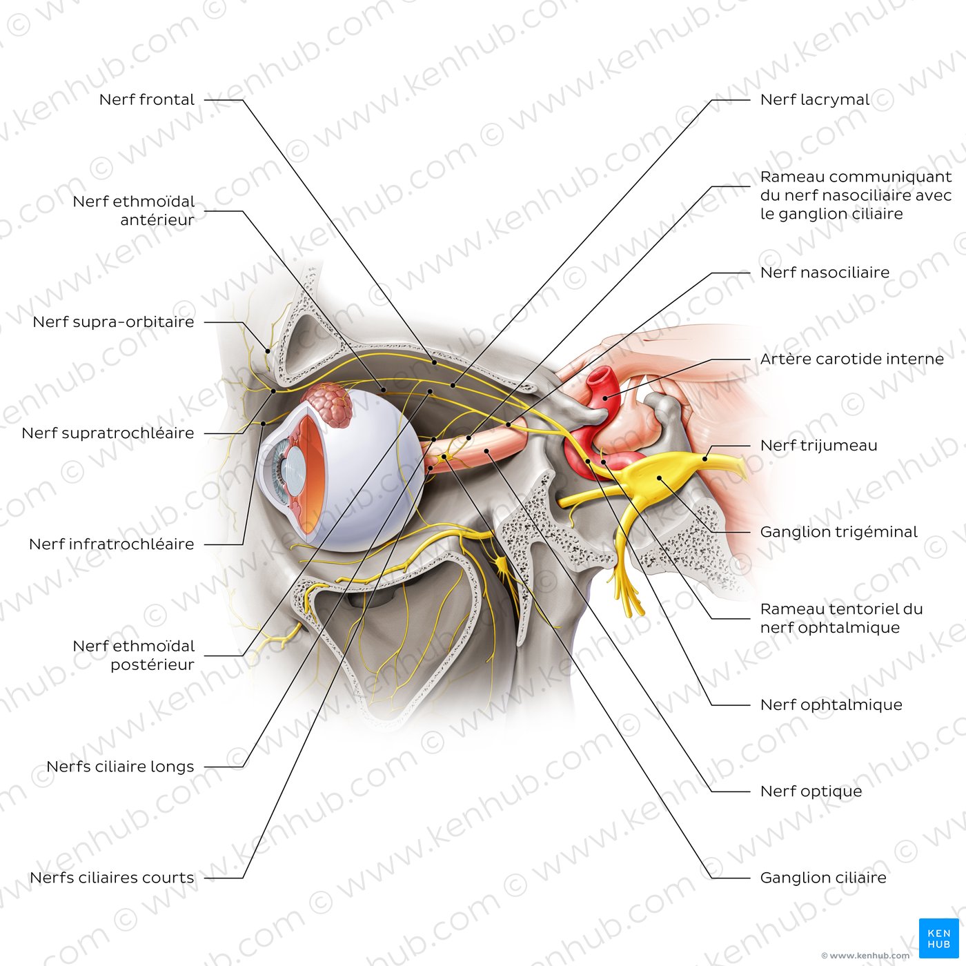 Ophthalmic nerve