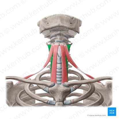 Músculo tireo-hióideo e músculo esternotireóideo (Musculus thyrohyoideus & musculus sternothyroideus); Imagem: Yousun Koh