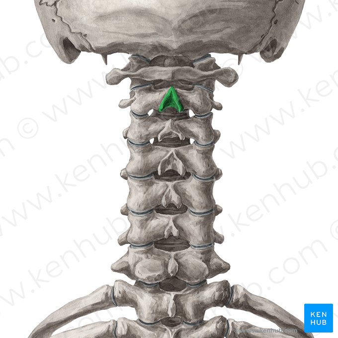 Spinous process of axis (Processus spinosus axis); Image: Yousun Koh