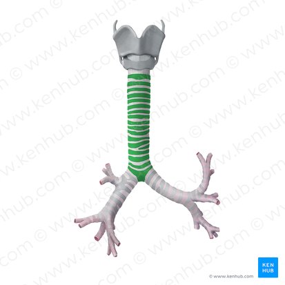 Tracheal cartilage (Cartilago tracheae); Image: Begoña Rodriguez