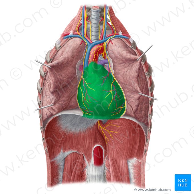 Pericardium; Image: Yousun Koh
