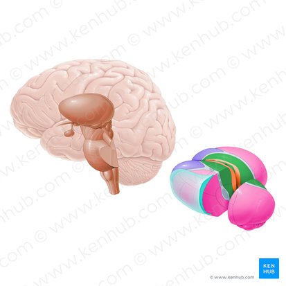 Mediodorsal nucleus (Nucleus mediodorsalis); Image: Paul Kim