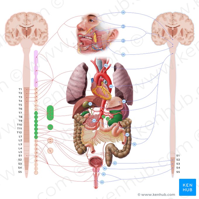 Kidney (Ren); Image: Paul Kim
