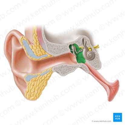 Tympanic cavity (Cavitas tympani); Image: Paul Kim