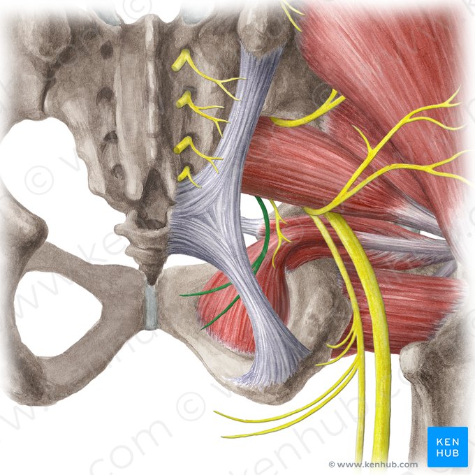 Pudendal nerve (Nervus pudendus); Image: Liene Znotina