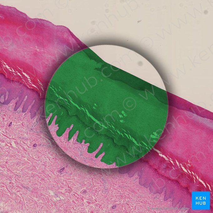 Epidermis; Bild: 