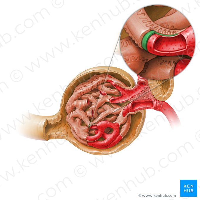 Glomerular basement membrane (Membrana basalis glomeruli); Image: Paul Kim