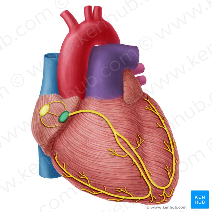 Atrioventricular node (Nodus atrioventricularis); Image: Yousun Koh