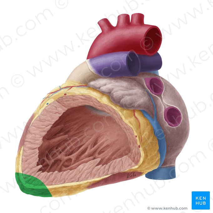 Apex of heart (Apex cordis); Image: Yousun Koh