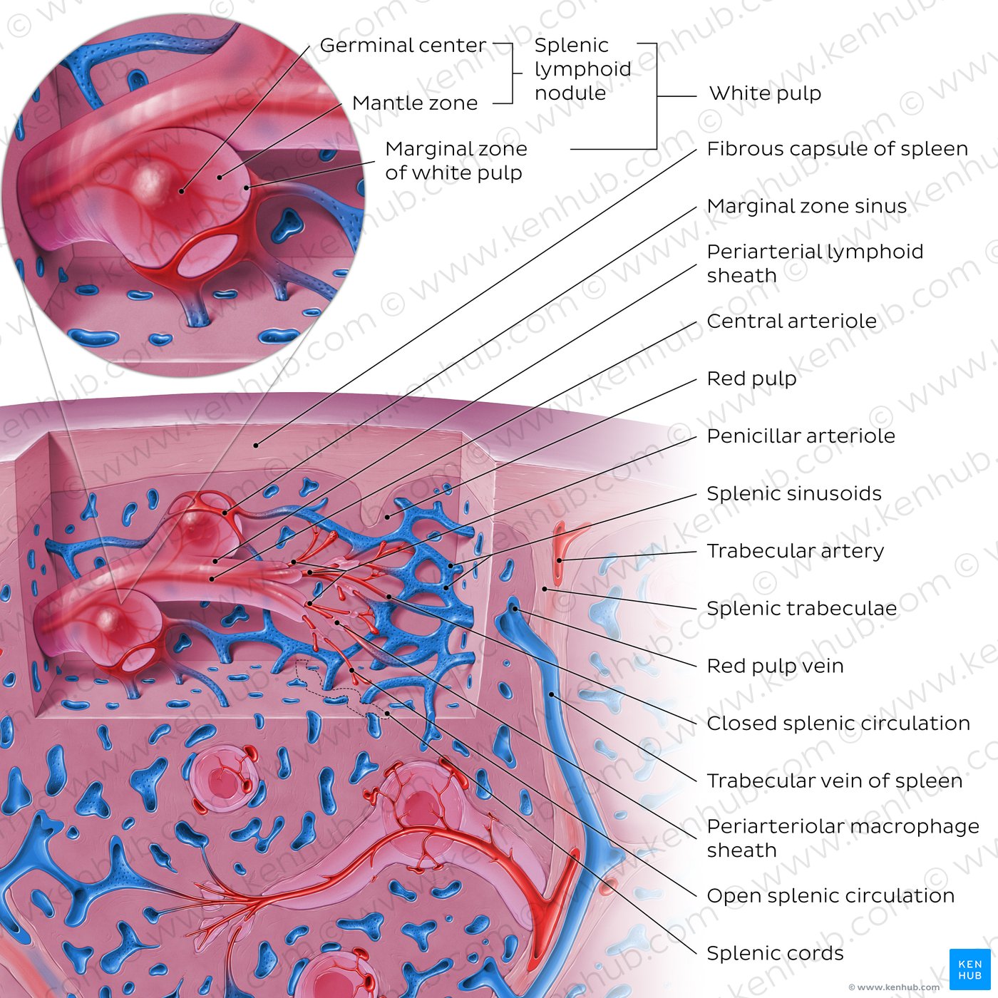 Microscopic anatomy of the spleen (diagram)