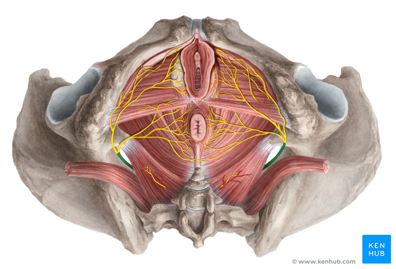 Pudendal nerves (green) - inferior view
