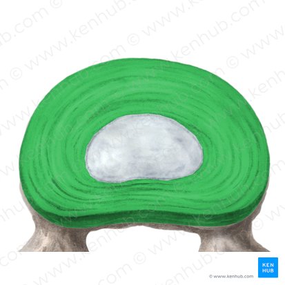 Anillo fibroso del disco intervertebral (Anulus fibrosus disci intervertebralis); Imagen: Liene Znotina