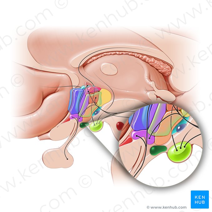 Nucleus arcuatus hypothalami (Bogenförmiger Kern des Hypothalamus); Bild: Paul Kim