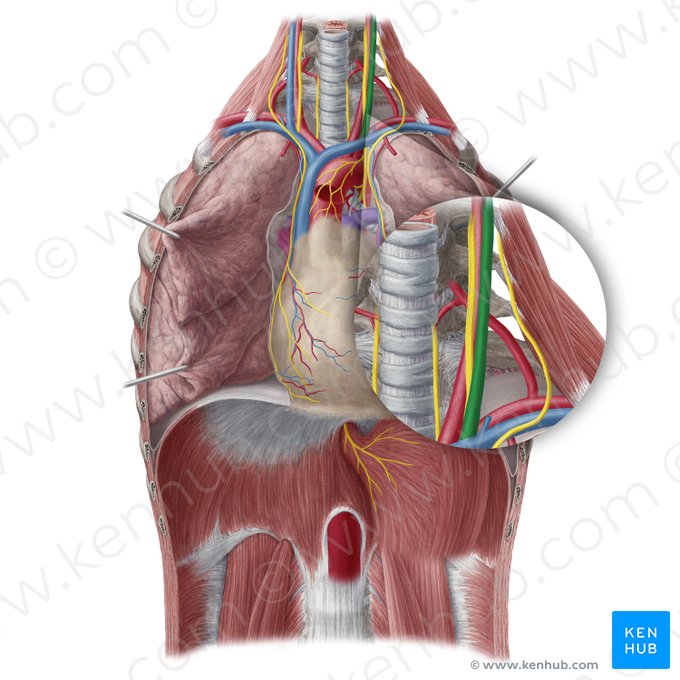Left internal jugular vein (Vena jugularis interna sinistra); Image: Yousun Koh