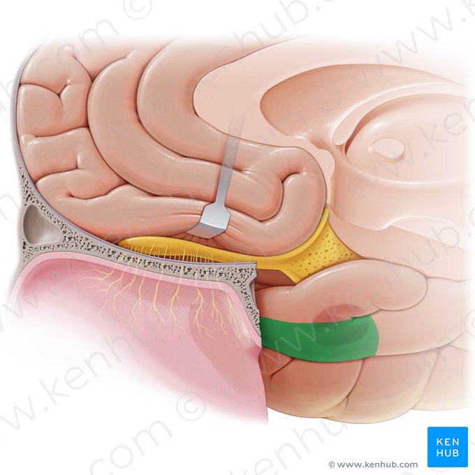 Entorhinal cortex (Cortex entorhinalis); Image: Paul Kim