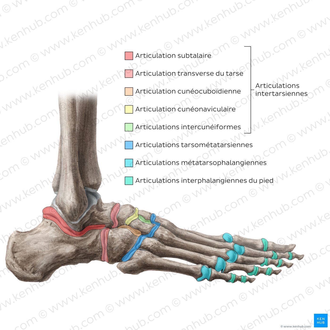 Articulations du pied
