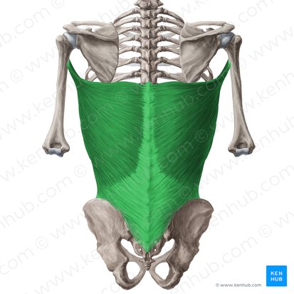 Latissimus dorsi muscle (Musculus latissimus dorsi); Image: Yousun Koh