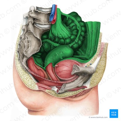 Peritoneum (Bauchfell); Bild: Irina Münstermann