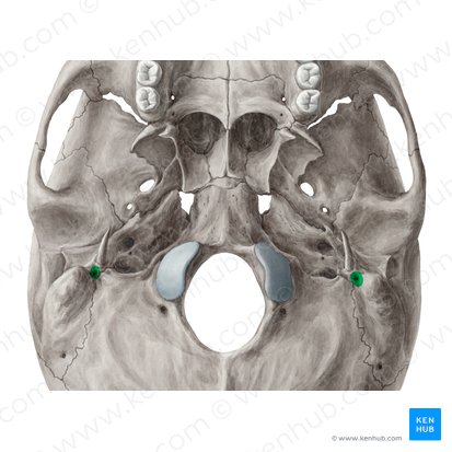 Foramen stylomastoideum (Griffel-Warzenfortsatz-Loch); Bild: Yousun Koh
