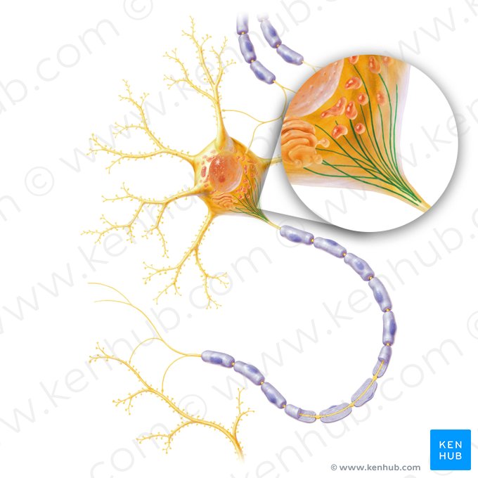 Microtubulus (Mikrotubulus); Bild: Paul Kim