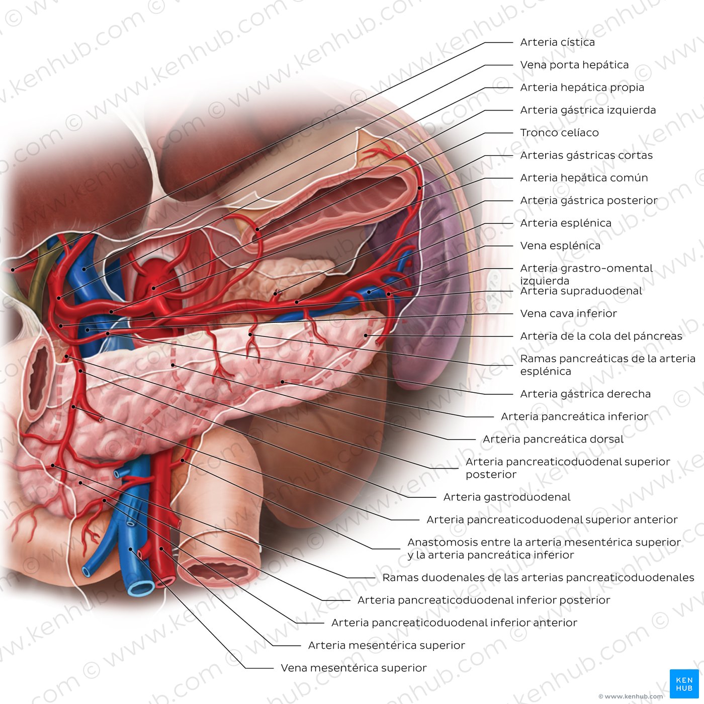 Arterias del páncreas