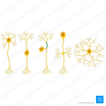 Processus périphérique du neurone pseudounipolaire (Processus peripheralis neuri pseudounipolaris); Image : Paul Kim