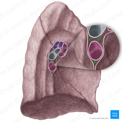 Bronchopulmonary lymph nodes of left lung (Nodi lymphoidei bronchopulmonales pulmonis sinistri); Image: Yousun Koh